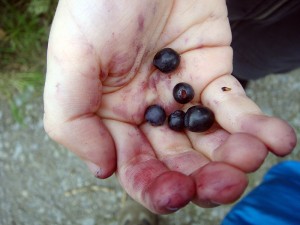 blueberry hand