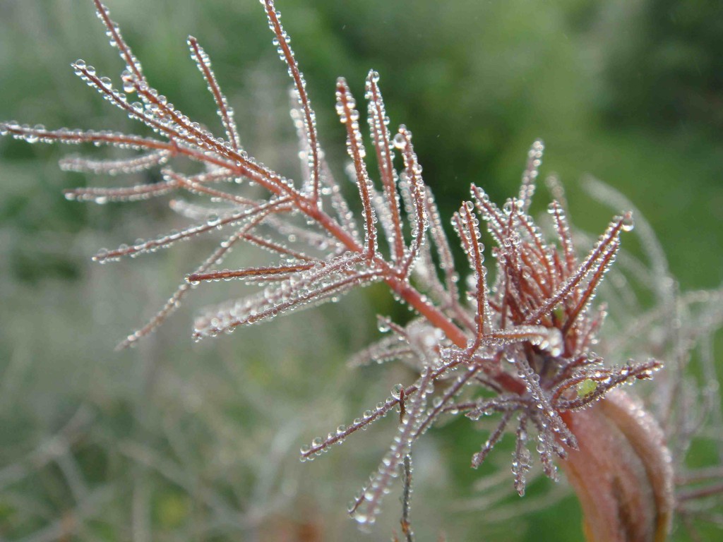 blog close up dewy fennel